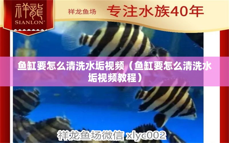 魚缸要怎么清洗水垢視頻（魚缸要怎么清洗水垢視頻教程）