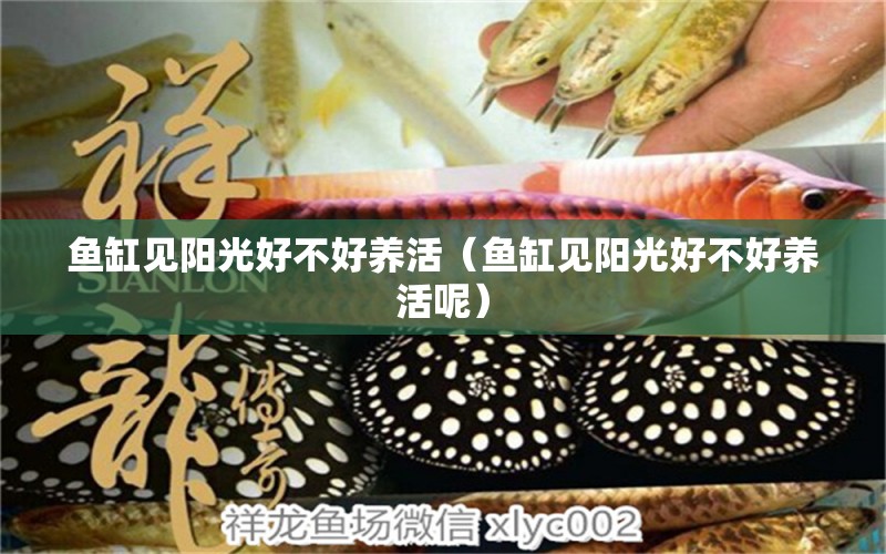 魚缸見陽光好不好養(yǎng)活（魚缸見陽光好不好養(yǎng)活呢） 祥龍水族醫(yī)院