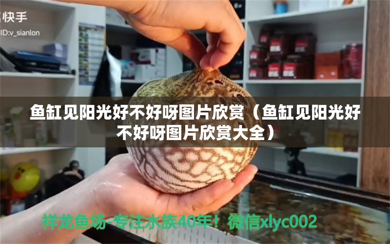 魚缸見陽光好不好呀圖片欣賞（魚缸見陽光好不好呀圖片欣賞大全）