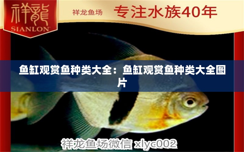 魚缸觀賞魚種類大全：魚缸觀賞魚種類大全圖片