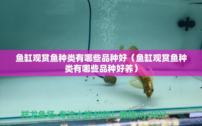 魚缸觀賞魚種類有哪些品種好（魚缸觀賞魚種類有哪些品種好養(yǎng)） 泰國虎魚