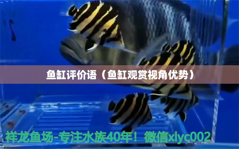 魚(yú)缸評(píng)價(jià)語(yǔ)（魚(yú)缸觀(guān)賞視角優(yōu)勢(shì)） 魚(yú)缸百科 第2張