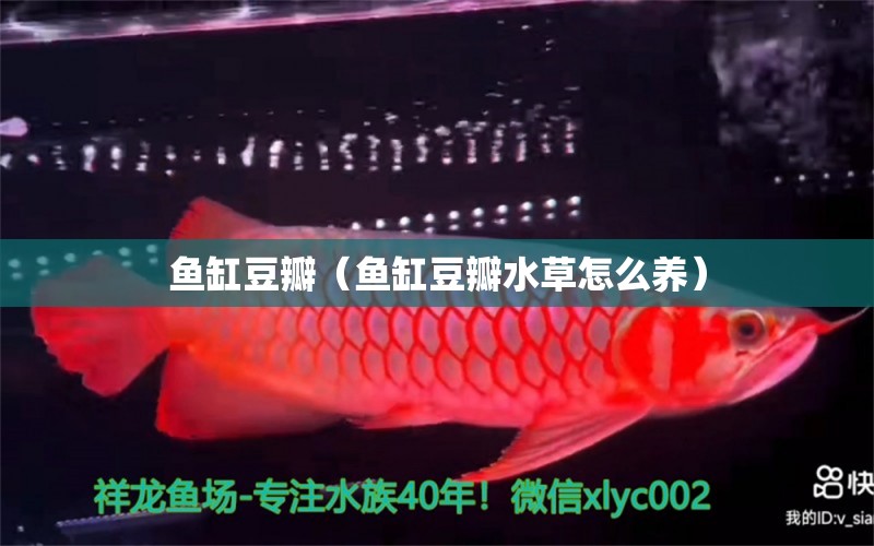 魚缸豆瓣（魚缸豆瓣水草怎么養(yǎng)）