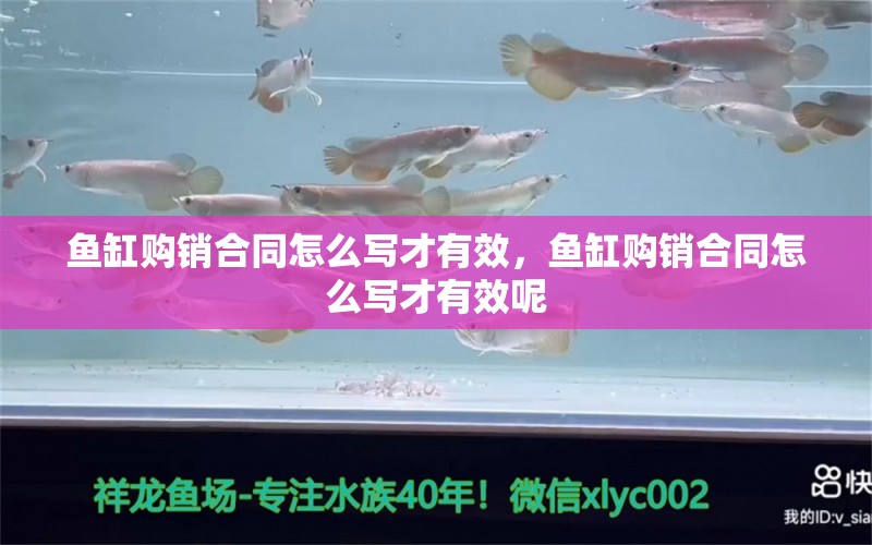 魚缸購銷合同怎么寫才有效，魚缸購銷合同怎么寫才有效呢 養(yǎng)魚知識