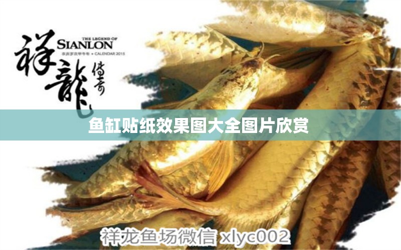 魚缸貼紙效果圖大全圖片欣賞  廣州觀賞魚魚苗批發(fā)市場