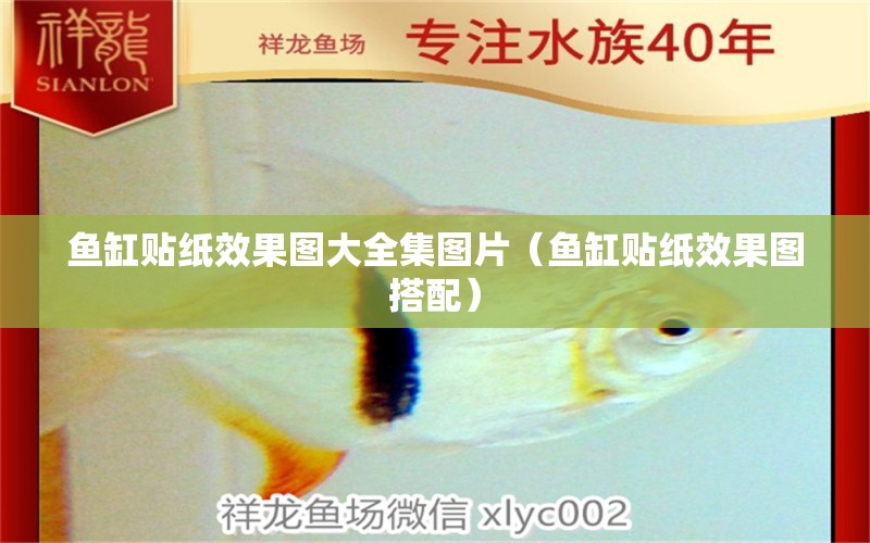 魚缸貼紙效果圖大全集圖片（魚缸貼紙效果圖搭配） 廣州觀賞魚批發(fā)市場