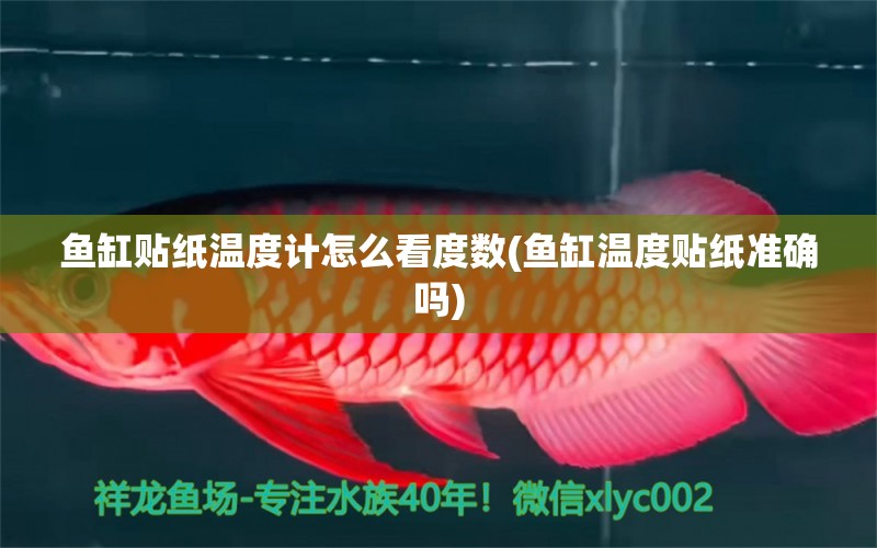 魚缸貼紙溫度計(jì)怎么看度數(shù)(魚缸溫度貼紙準(zhǔn)確嗎) 祥禾Super Red紅龍魚