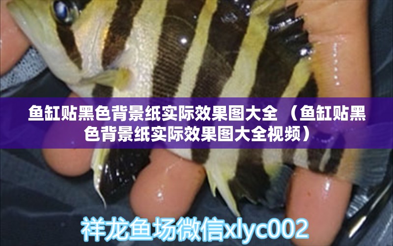 魚缸貼黑色背景紙實際效果圖大全 （魚缸貼黑色背景紙實際效果圖大全視頻） 一眉道人魚 第1張