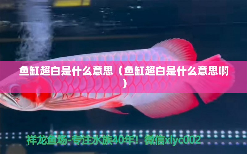 魚(yú)缸超白是什么意思（魚(yú)缸超白是什么意思?。? title=