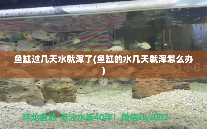 魚(yú)缸過(guò)幾天水就渾了(魚(yú)缸的水幾天就渾怎么辦)