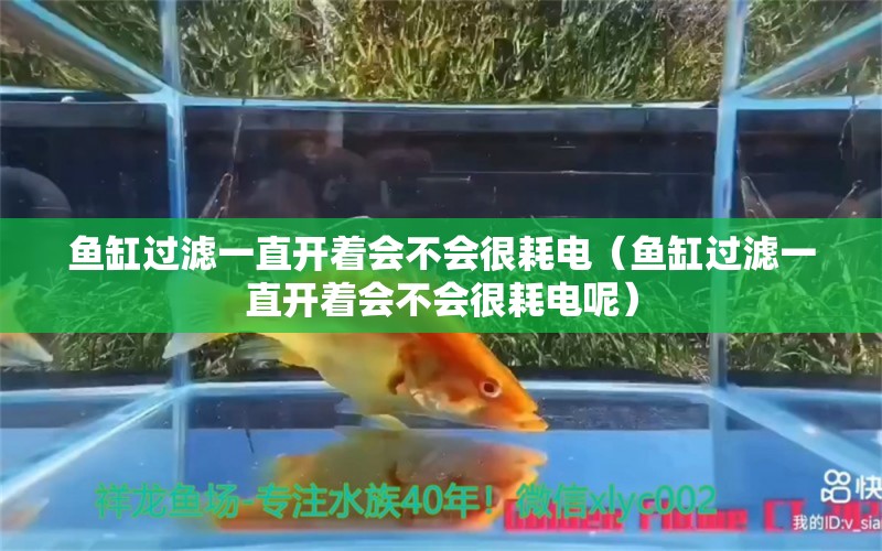 魚缸過濾一直開著會(huì)不會(huì)很耗電（魚缸過濾一直開著會(huì)不會(huì)很耗電呢）