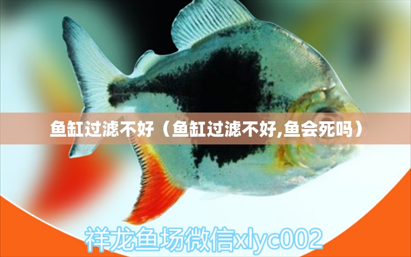 魚缸過濾不好（魚缸過濾不好,魚會(huì)死嗎）