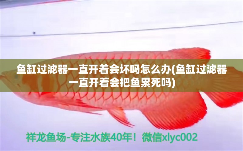 魚缸過濾器一直開著會壞嗎怎么辦(魚缸過濾器一直開著會把魚累死嗎) 銀龍魚苗 第1張