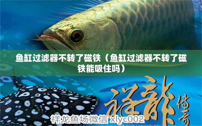 魚缸過濾器不轉(zhuǎn)了磁鐵（魚缸過濾器不轉(zhuǎn)了磁鐵能吸住嗎）