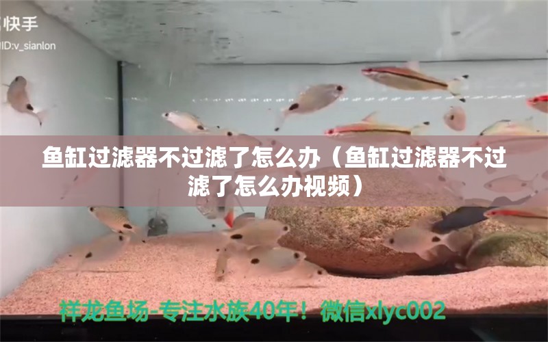 魚缸過濾器不過濾了怎么辦（魚缸過濾器不過濾了怎么辦視頻）