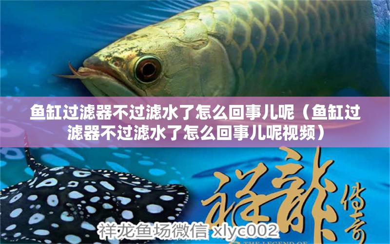 魚缸過濾器不過濾水了怎么回事兒呢（魚缸過濾器不過濾水了怎么回事兒呢視頻）