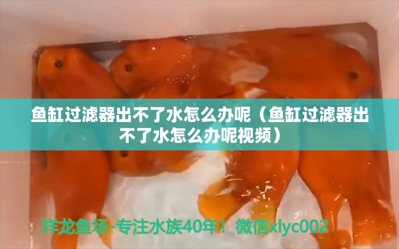 魚缸過濾器出不了水怎么辦呢（魚缸過濾器出不了水怎么辦呢視頻） 夢幻雷龍魚