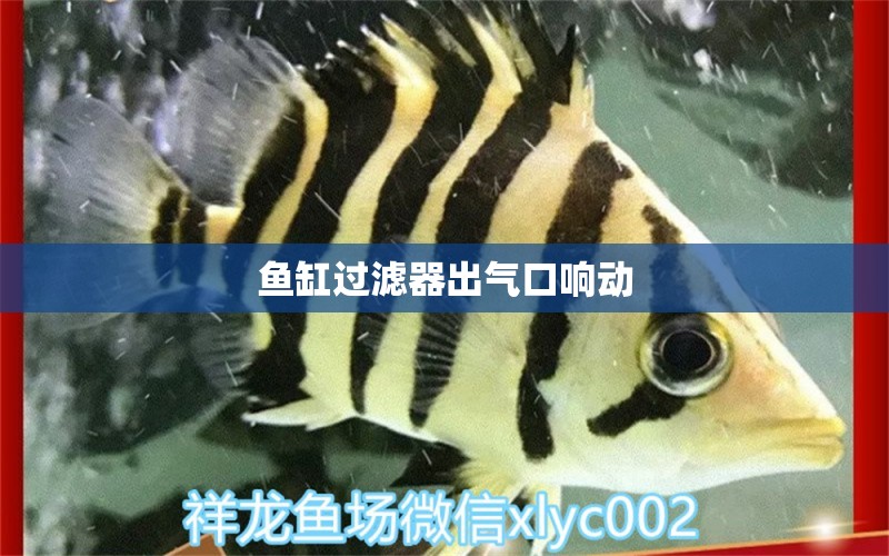 魚缸過濾器出氣口響動 祥龍魚場