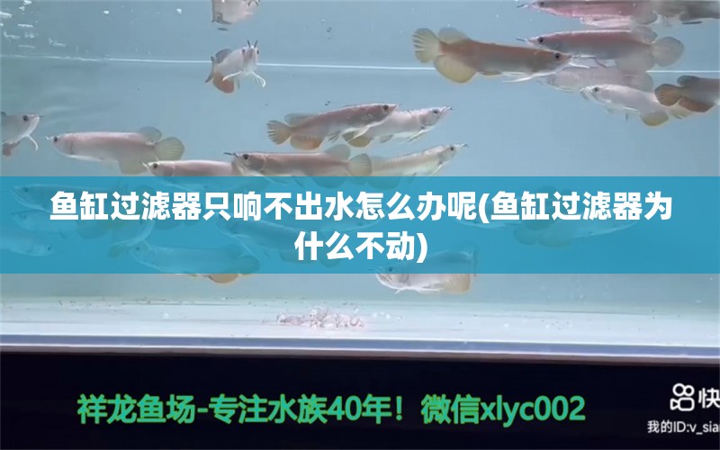 魚(yú)缸過(guò)濾器只響不出水怎么辦呢(魚(yú)缸過(guò)濾器為什么不動(dòng)) 過(guò)背金龍魚(yú) 第1張