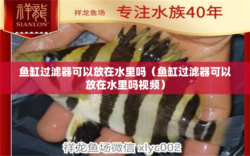 魚缸過濾器可以放在水里嗎（魚缸過濾器可以放在水里嗎視頻） 祥龍魚場