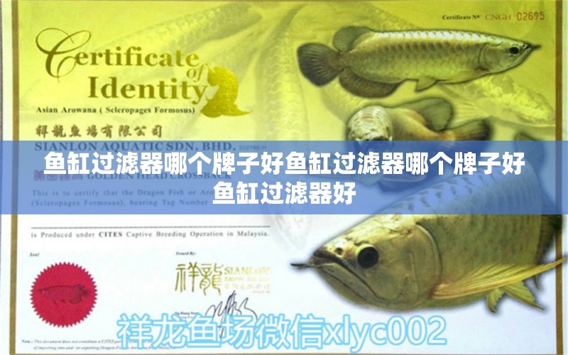 魚缸過濾器哪個牌子好魚缸過濾器哪個牌子好魚缸過濾器好 藍底過背金龍魚