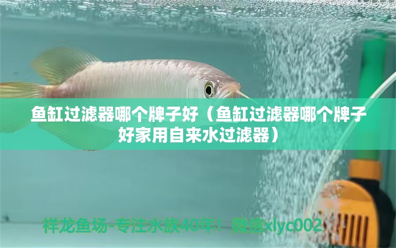 魚(yú)缸過(guò)濾器哪個(gè)牌子好（魚(yú)缸過(guò)濾器哪個(gè)牌子好家用自來(lái)水過(guò)濾器） 三間鼠魚(yú)苗