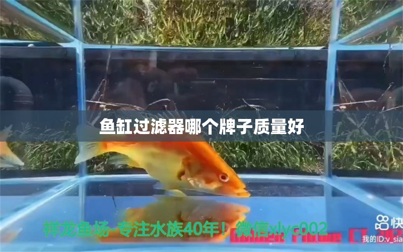 魚缸過濾器哪個牌子質(zhì)量好 觀賞魚