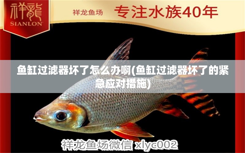 魚缸過(guò)濾器壞了怎么辦啊(魚缸過(guò)濾器壞了的緊急應(yīng)對(duì)措施)