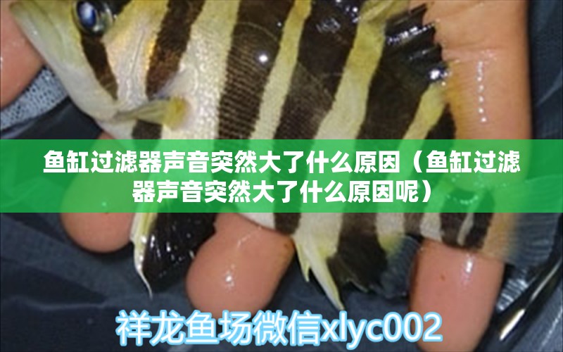 魚缸過濾器聲音突然大了什么原因（魚缸過濾器聲音突然大了什么原因呢）