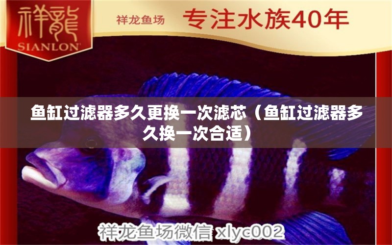 魚缸過濾器多久更換一次濾芯（魚缸過濾器多久換一次合適）