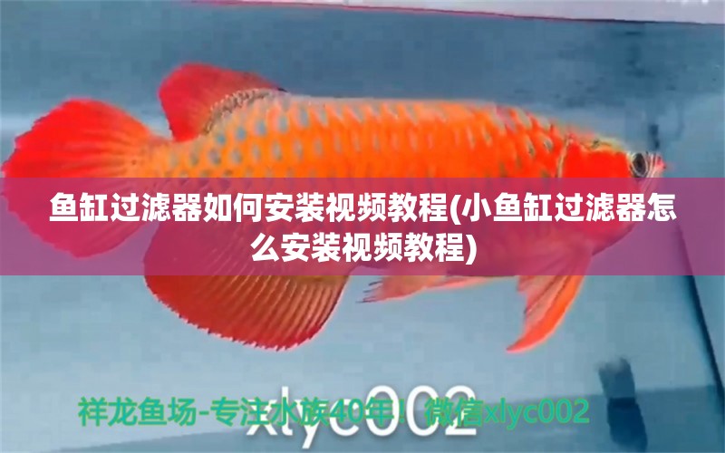 魚缸過濾器如何安裝視頻教程(小魚缸過濾器怎么安裝視頻教程) 金三間魚