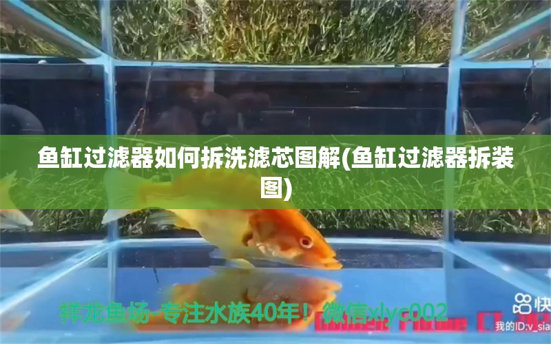 魚缸過濾器如何拆洗濾芯圖解(魚缸過濾器拆裝圖) 斑馬鴨嘴魚