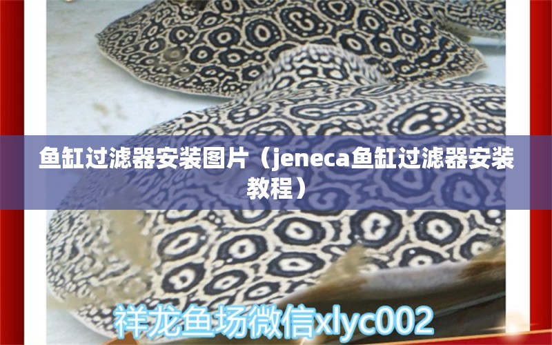 魚(yú)缸過(guò)濾器安裝圖片（jeneca魚(yú)缸過(guò)濾器安裝教程）