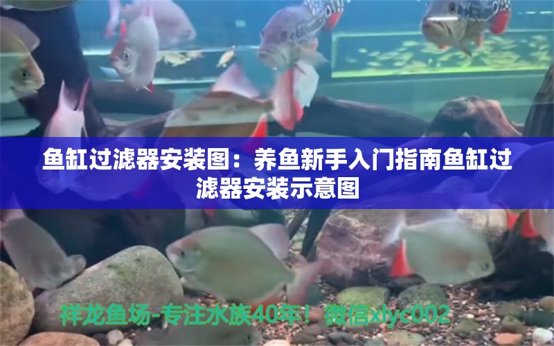 魚缸過濾器安裝圖：養(yǎng)魚新手入門指南魚缸過濾器安裝示意圖 魚缸百科 第2張