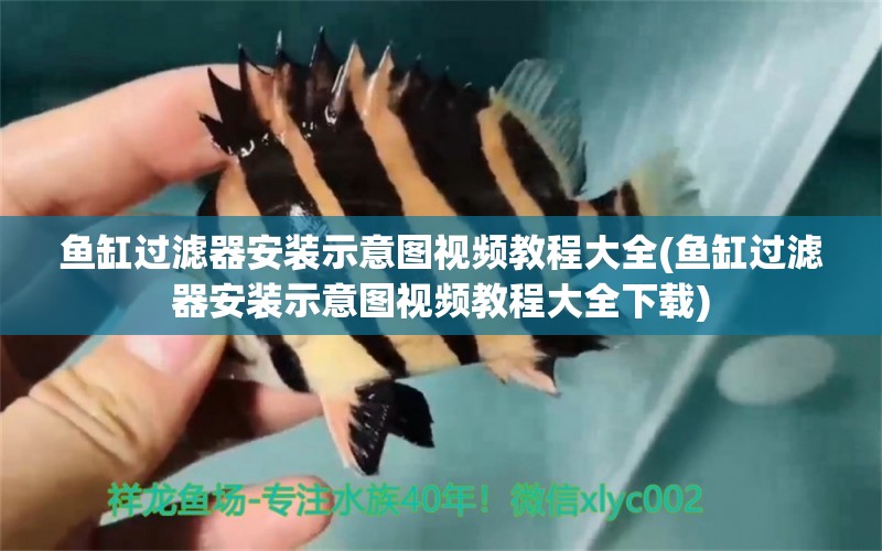 魚缸過濾器安裝示意圖視頻教程大全(魚缸過濾器安裝示意圖視頻教程大全下載) 暹羅巨鯉