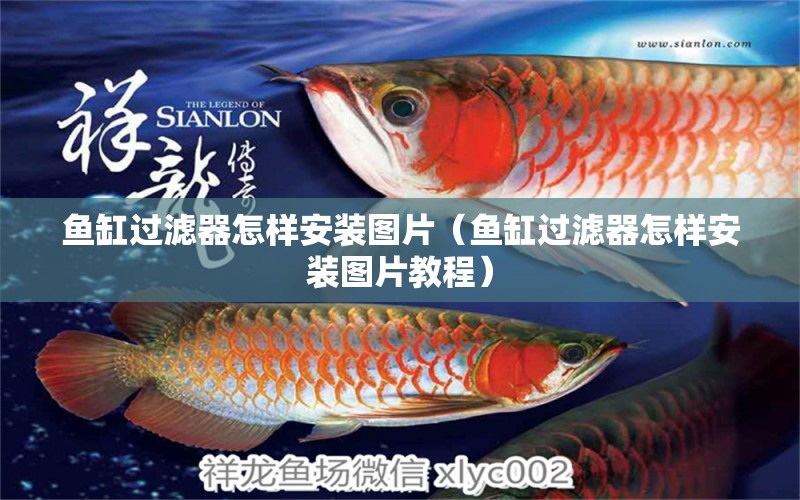 魚(yú)缸過(guò)濾器怎樣安裝圖片（魚(yú)缸過(guò)濾器怎樣安裝圖片教程）