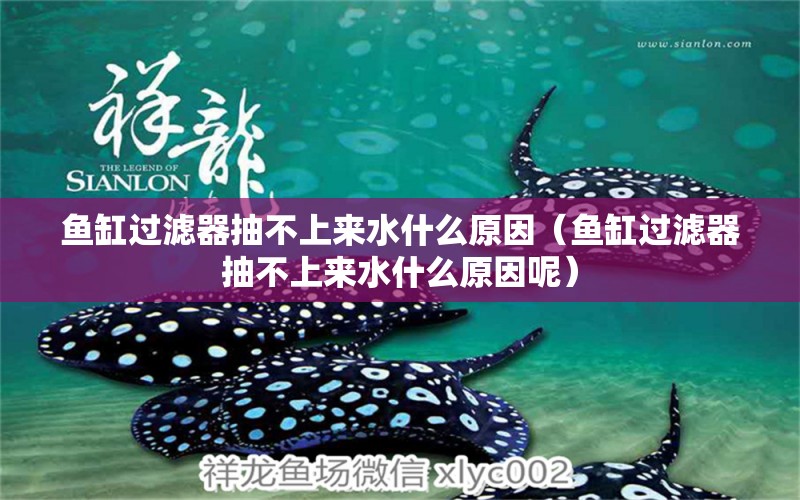 魚缸過濾器抽不上來水什么原因（魚缸過濾器抽不上來水什么原因呢）