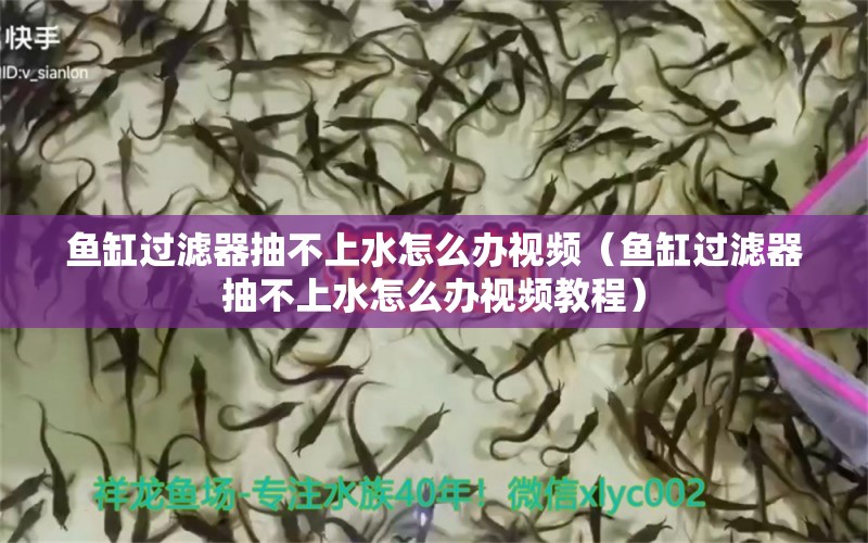 魚缸過濾器抽不上水怎么辦視頻（魚缸過濾器抽不上水怎么辦視頻教程）