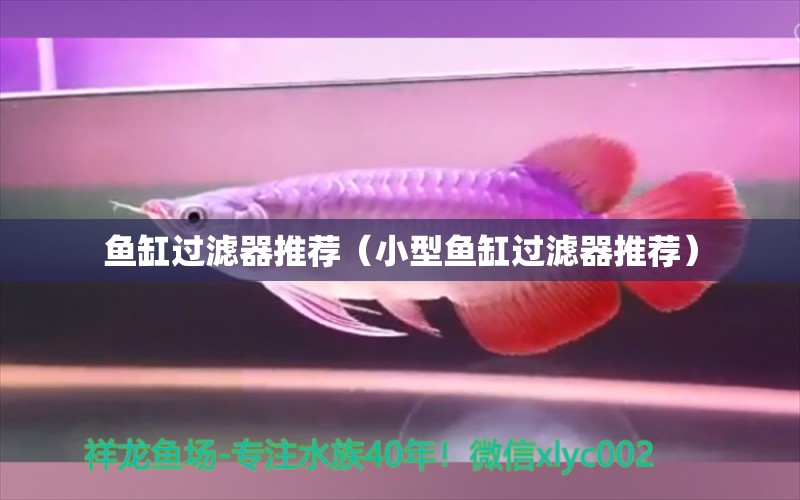 魚缸過濾器推薦（小型魚缸過濾器推薦） 觀賞魚市場（混養(yǎng)魚）