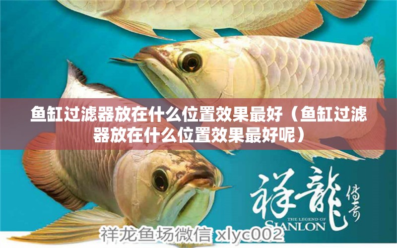 魚缸過濾器放在什么位置效果最好（魚缸過濾器放在什么位置效果最好呢） 祥龍水族醫(yī)院