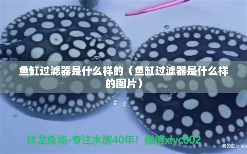 魚(yú)缸過(guò)濾器是什么樣的（魚(yú)缸過(guò)濾器是什么樣的圖片）