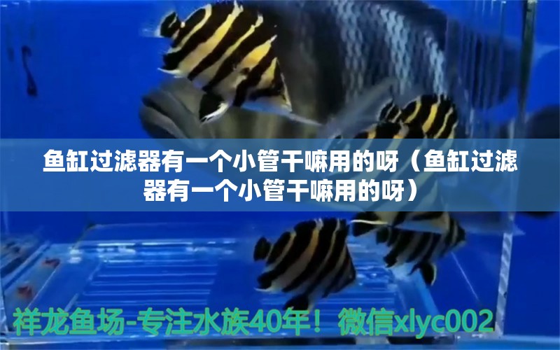 魚(yú)缸過(guò)濾器有一個(gè)小管干嘛用的呀（魚(yú)缸過(guò)濾器有一個(gè)小管干嘛用的呀） 其他品牌魚(yú)缸