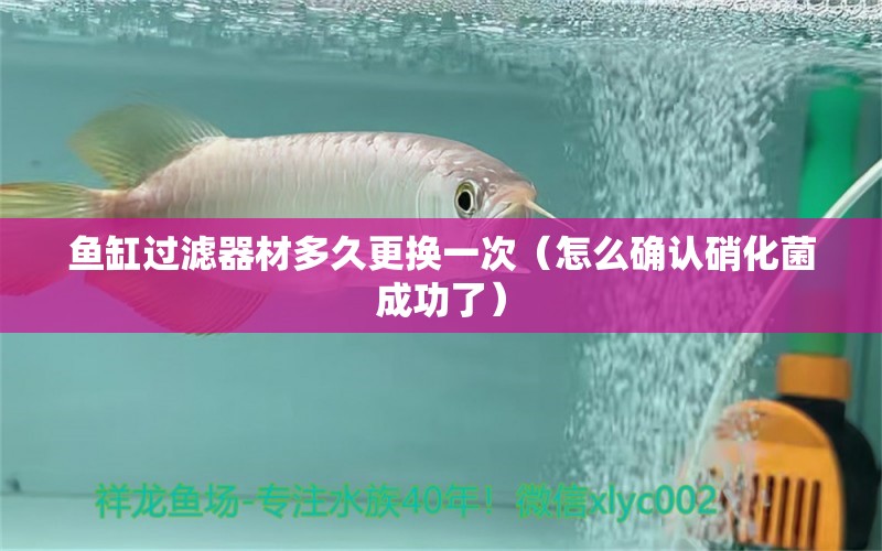 魚缸過(guò)濾器材多久更換一次（怎么確認(rèn)硝化菌成功了）