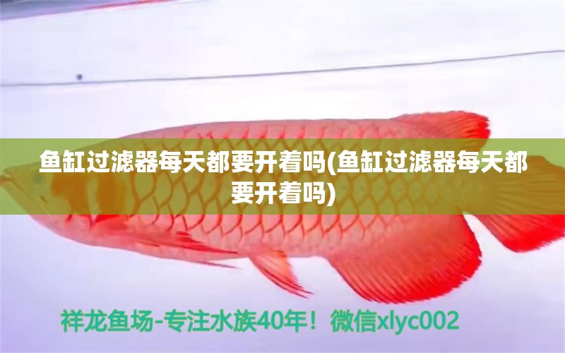 魚缸過濾器每天都要開著嗎(魚缸過濾器每天都要開著嗎)