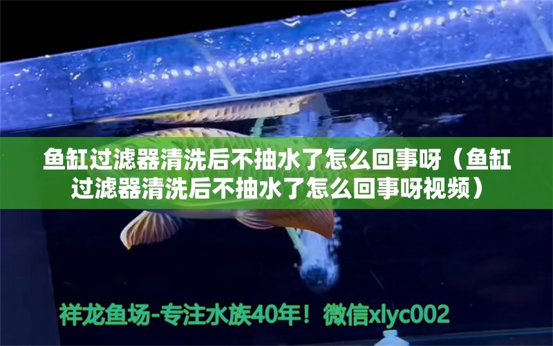 魚缸過濾器清洗后不抽水了怎么回事呀（魚缸過濾器清洗后不抽水了怎么回事呀視頻） 祥龍水族醫(yī)院