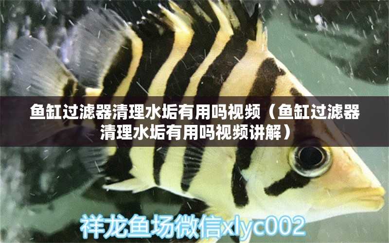 魚(yú)缸過(guò)濾器清理水垢有用嗎視頻（魚(yú)缸過(guò)濾器清理水垢有用嗎視頻講解）