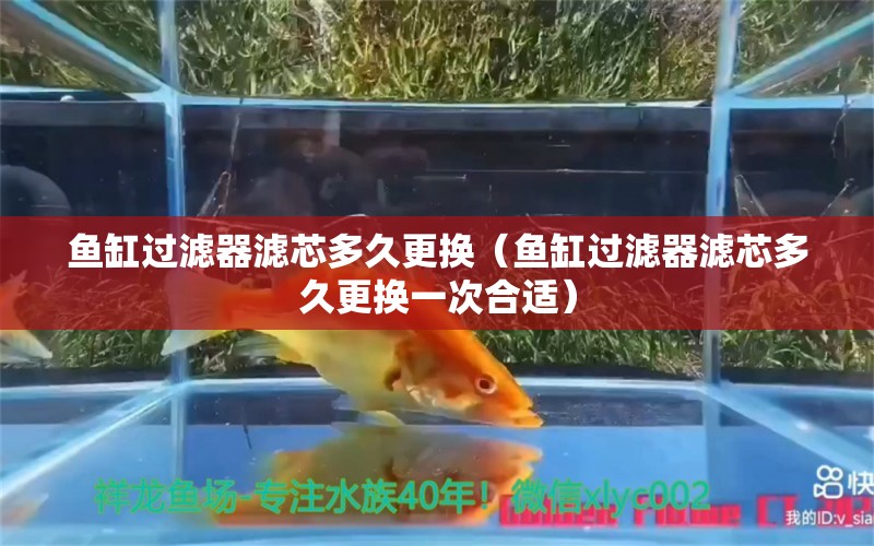 魚缸過濾器濾芯多久更換（魚缸過濾器濾芯多久更換一次合適） 非洲金鼓魚