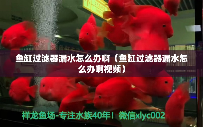 魚缸過濾器漏水怎么辦?。~缸過濾器漏水怎么辦啊視頻） 蘇虎苗（蘇門答臘虎魚苗）