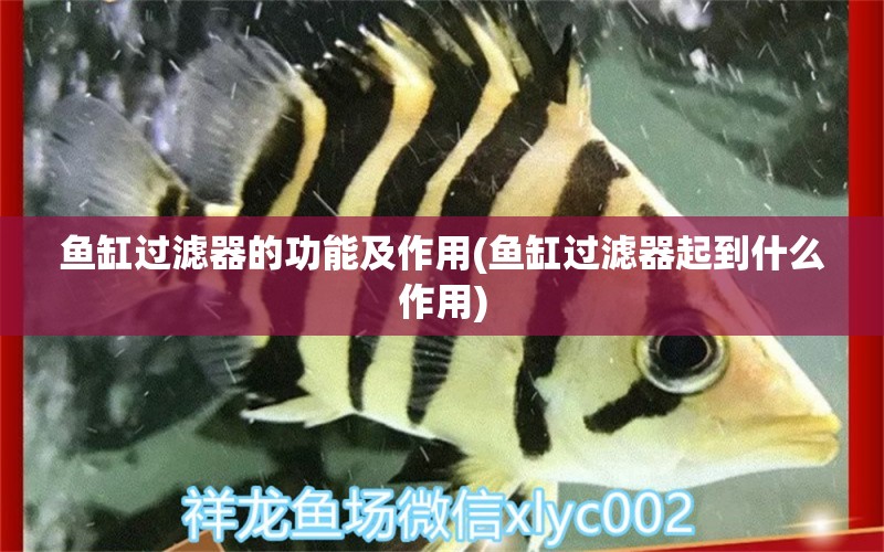 魚(yú)缸過(guò)濾器的功能及作用(魚(yú)缸過(guò)濾器起到什么作用) 魚(yú)缸/水族箱