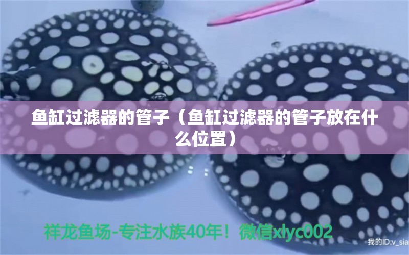 魚缸過濾器的管子（魚缸過濾器的管子放在什么位置）